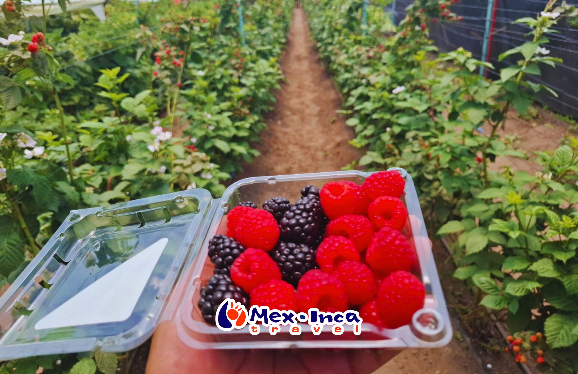 Ruta_de_las_Berries,_Miel_y_Sidra